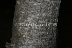 Dalbergia sissoo